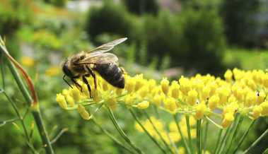 Insekten bringen Farben mit wertvoller Nahrung in Verbindung