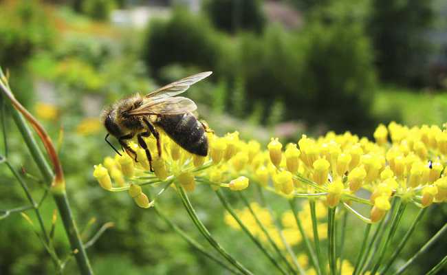 Insekten bringen Farben mit wertvoller Nahrung in Verbindung