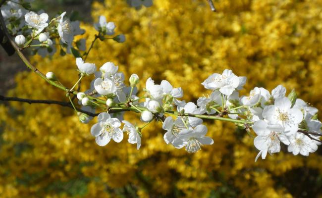 In voller Blüte