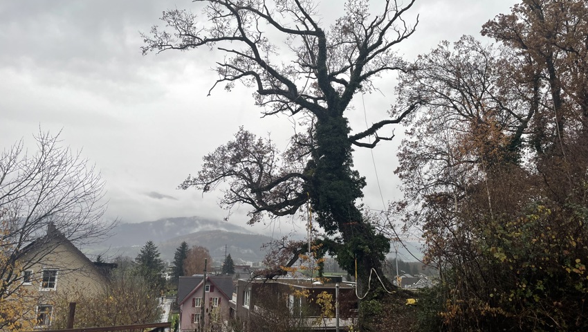 Hier fliegt eine über hundert Jahre alte Eiche durch die Luft