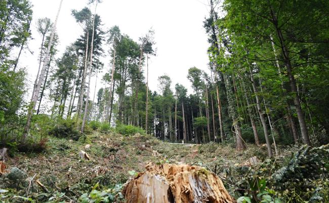 Die Borkenkäfer wüten wie noch nie
