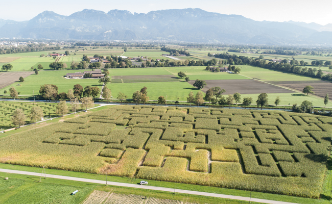 Erneut kein Rheintaler Maislabyrinth in diesem Sommer