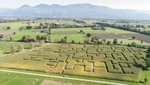 Erneut kein Rheintaler Maislabyrinth in diesem Sommer
