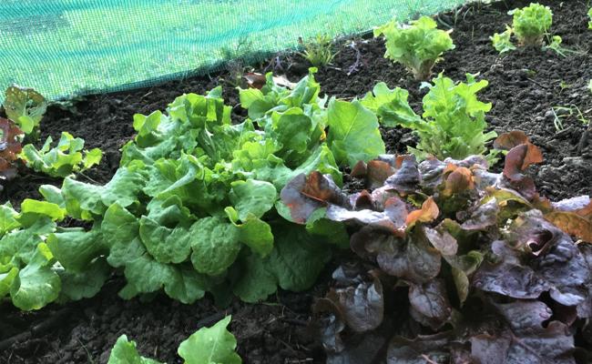 Garten: Pflanzen Undercover