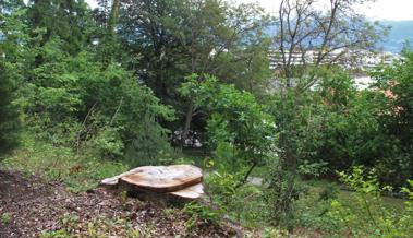 Schlosspark bekam neue Bäume