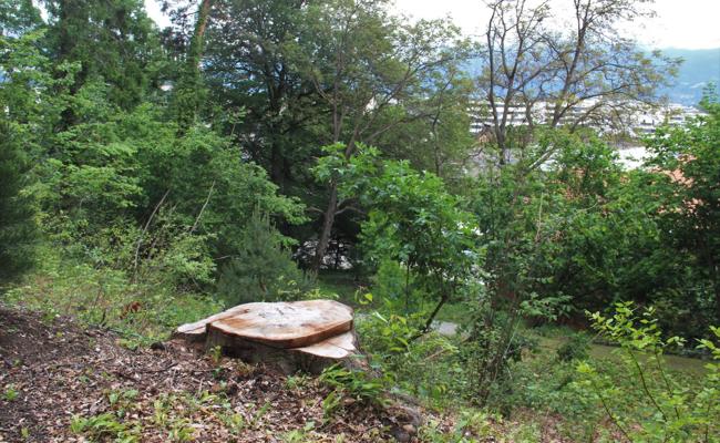 Schlosspark bekam neue Bäume