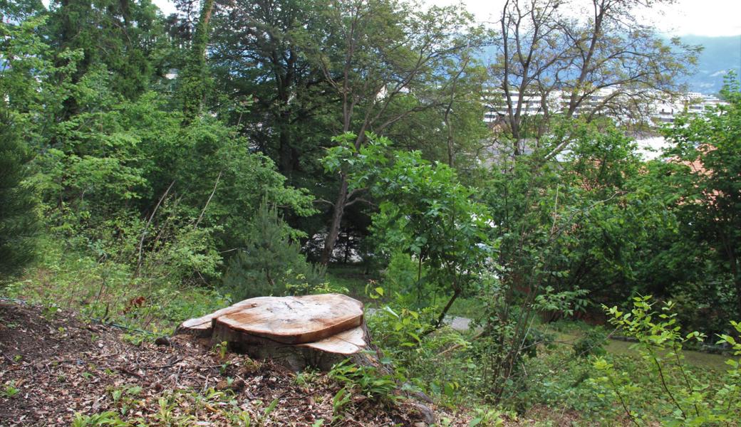 Der bisherige Mittelpunkt des Schlossparks, eine grosse Buche, stürzte zuerst und wurde durch einen Mammutbaum ersetzt.