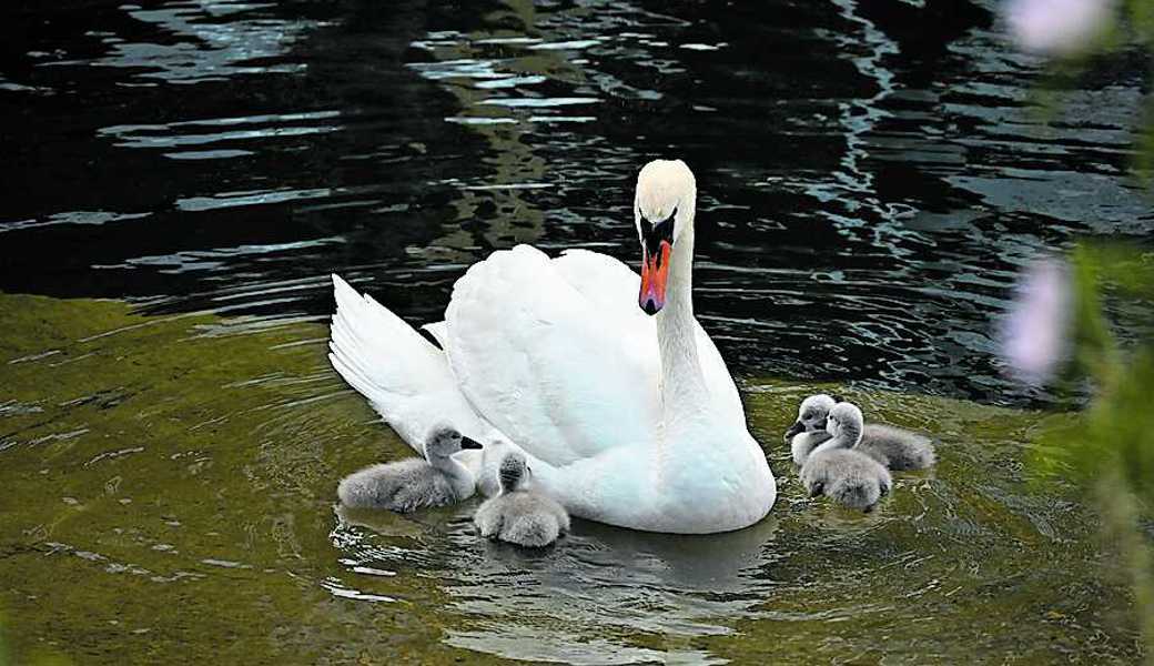 Die jungen Schwäne lernen nun, am Wasser, am Ufer oder an Land nach Futter zu suchen.
