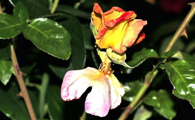 Eine Rose in der Rose