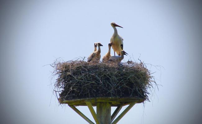 Familienglück mit vier Jungen