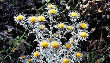 Einwintern: nötig oder nicht? Manche Pflanzen zeigen erst im Winter ihre Schönheit