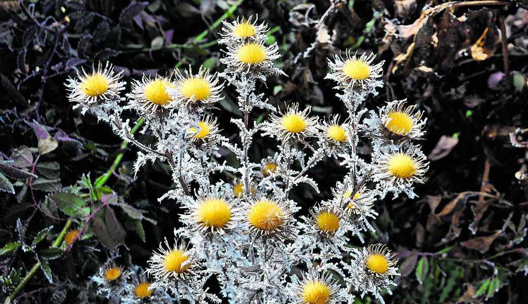 Raureif und Frost – menschliche Eingriffe sind für die Vollkommenheit der Golddistel nicht nötig. Bild: Bert Stankowski