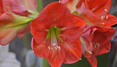 Die Amaryllis richtig antreiben, damit sie im Winter schön blüht