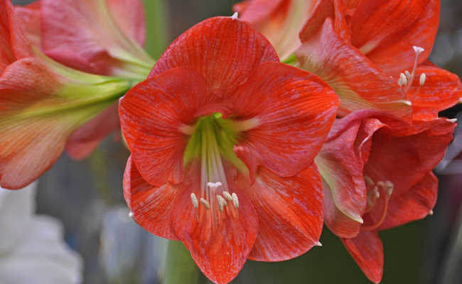 Die Amaryllis richtig antreiben, damit sie im Winter schön blüht