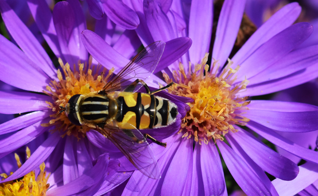 Die Schwebfliege ist ein Starfighter im Wespenlook