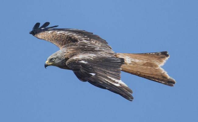 Es gibt schon mehr Rotmilane als Bussarde
