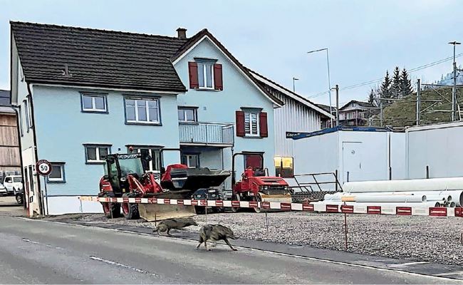 Wölfe in Appenzell oder Fasnachtsscherz? Das Amt für Umwelt geht möglicher Sichtung nach