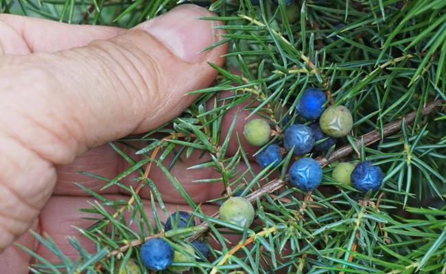 Garten: Der Wachhalter