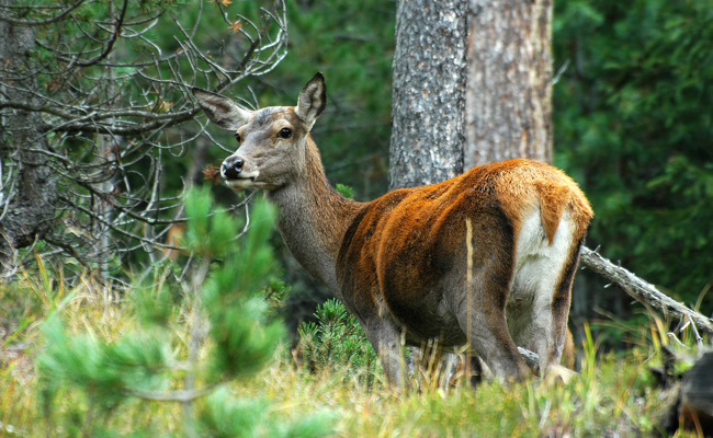 Wald und Wild: Warum die Kontrolle des Rotwilds weiterhin eine Herausforderung bleibt