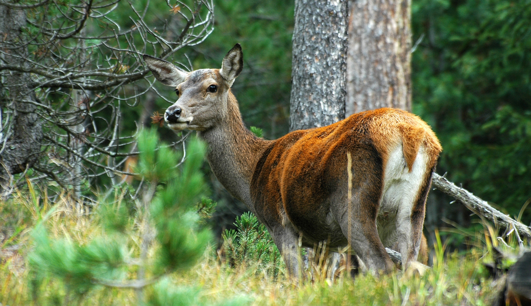 Wald und Wild: Warum die Kontrolle des Rotwilds weiterhin eine Herausforderung bleibt