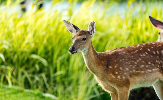Wo das Wild ungestört bleiben soll