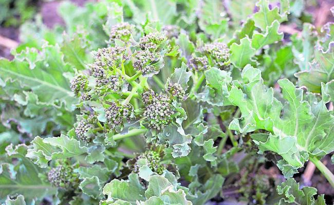 Mehr vom Kohl: Meerkohl