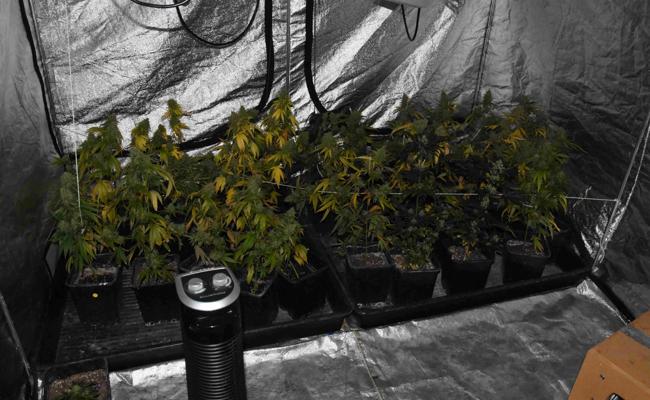 Bekifft, ohne Führerschein und mit Hanf im Auto erwischt