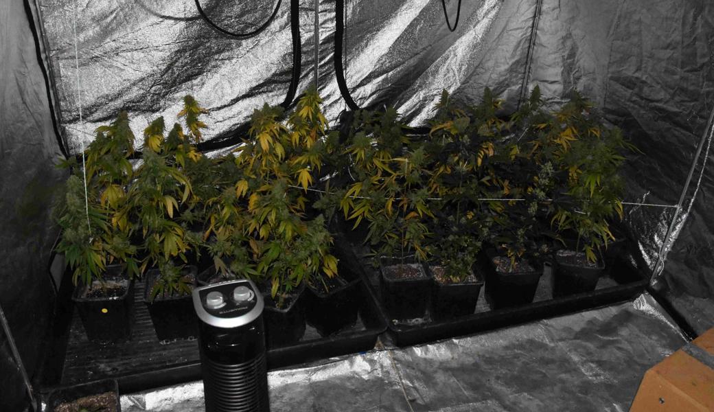 Im Haus des Deutschen fand die Polizei eine kleine Hanfplantage.