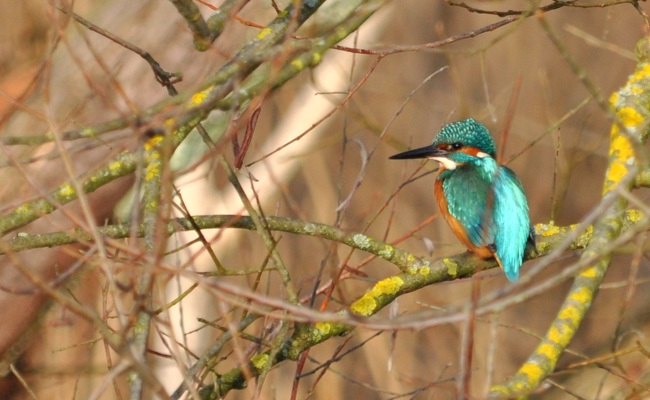 Der Eisvogel kämpft ums Überleben und braucht wilde Ufer