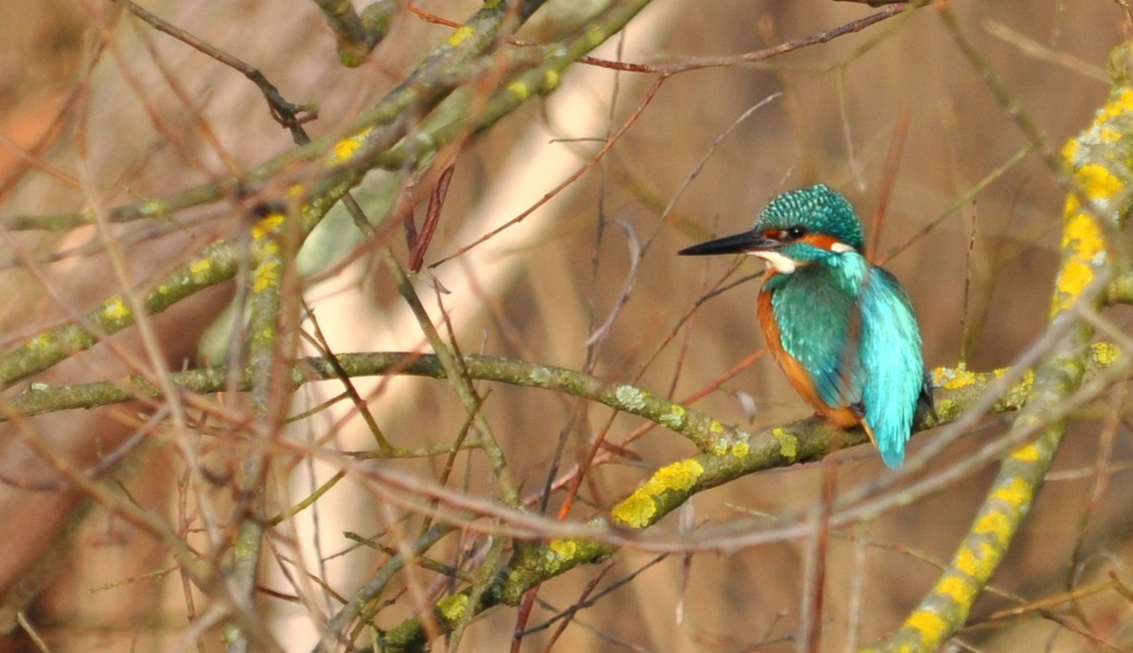 Der Eisvogel kämpft ums Überleben und braucht wilde Ufer