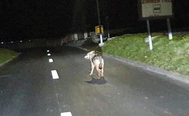 Im Rheintal sind Wölfe unterwegs