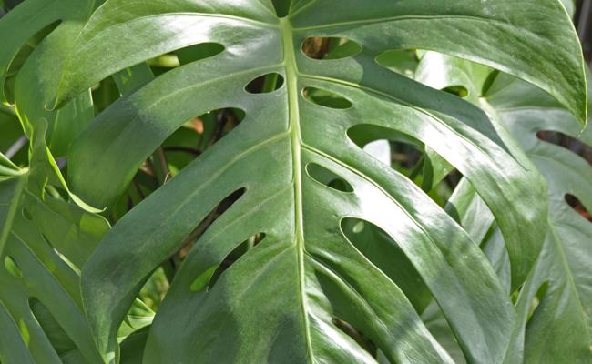 Garten: Ein Leben im Schatten