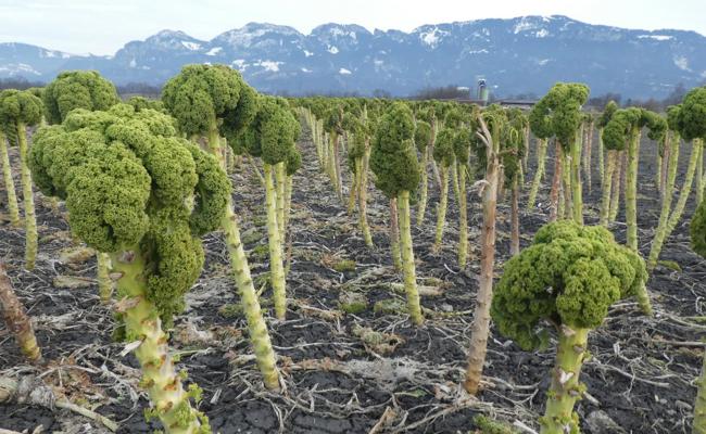 Broccoli oder Federkohl?