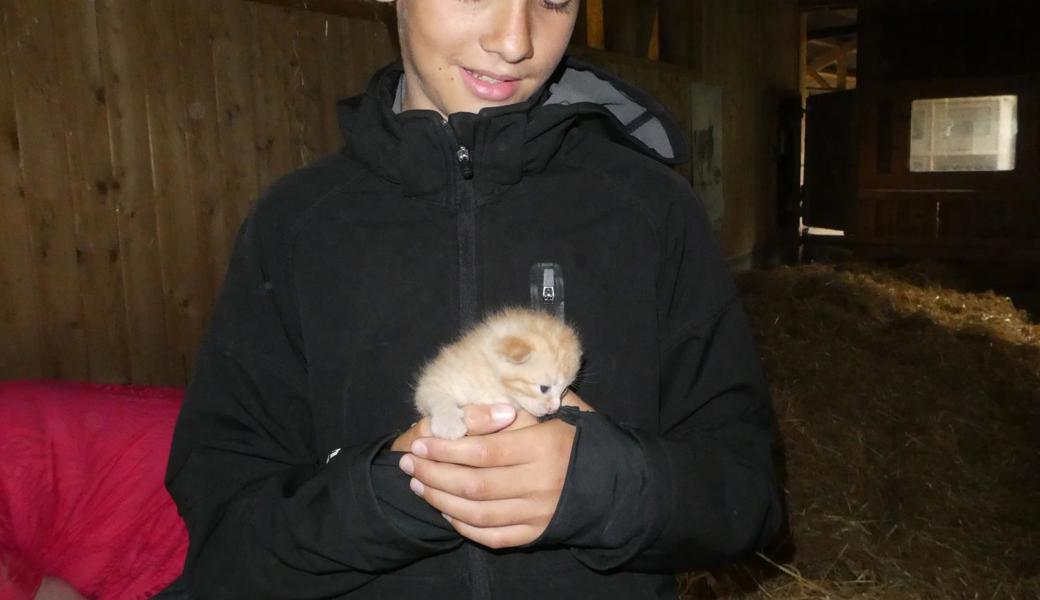 Die jungen Katzen auf dem Hof Rosentürmli freuen Sebastian Anderegg besonders.