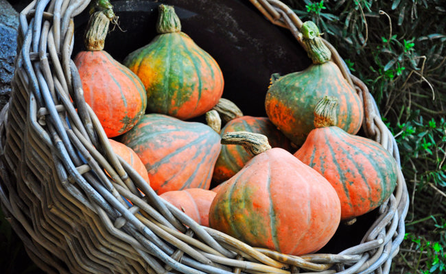 So wachsen Kürbisse riesig: Tipps zu Bestäubung, Pflege und den erstaunlichen Rekorden