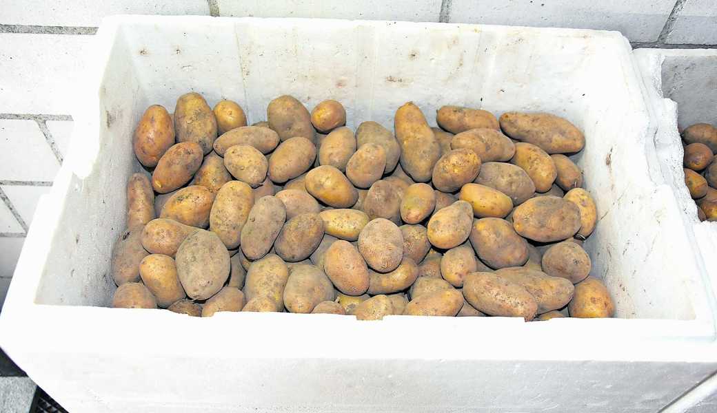 Ist die Ernte reif, ist die Gefahr klein. Kartoffeln sollten keine grünen Stellen haben.