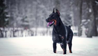 Junger Dobermann versetzt Skifahrer in Schrecken