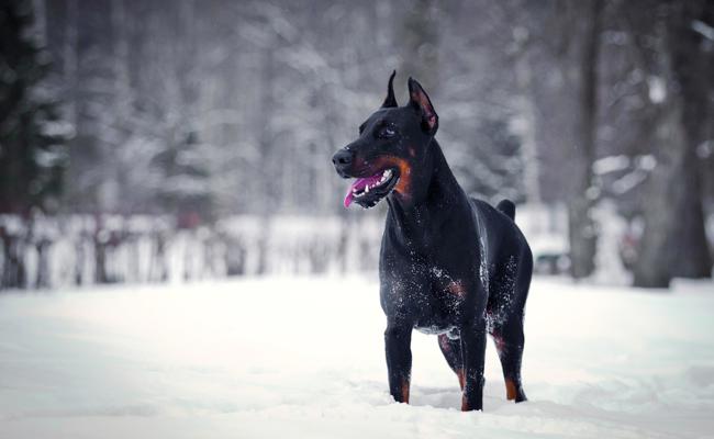Junger Dobermann versetzt Skifahrer in Schrecken