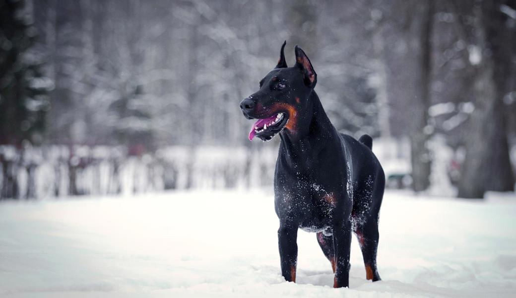 Der Dobermann verursachte keine Verletzten, aber doch einige Aufregung.