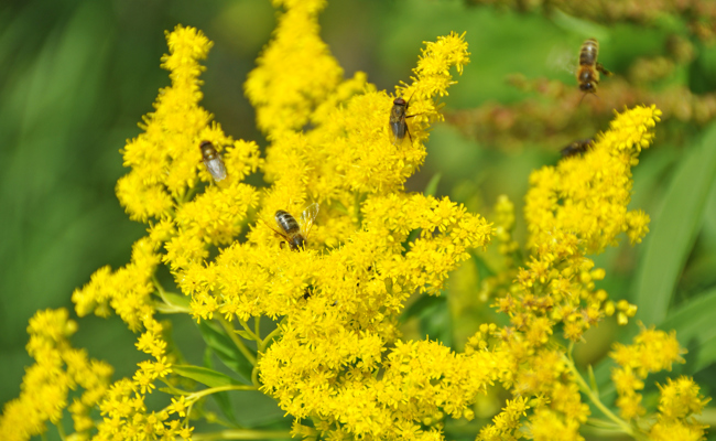 Invasive Pflanzen breiten sich immer weiter in unserer Natur aus
