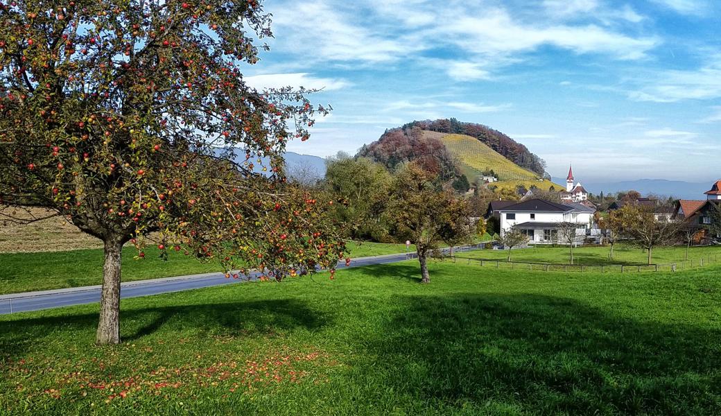 Rund um Eichberg standen früher noch viel mehr Obstbäume als heute.