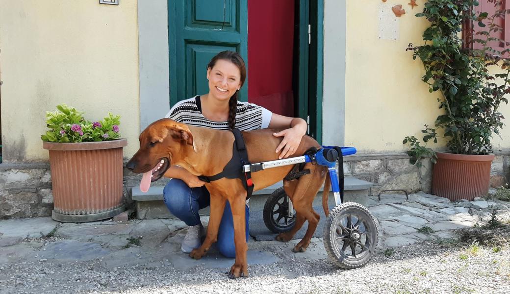 Sarah Zingerli hat Aragon in den Rollstuhl gesetzt und angeschnallt. Nun kann er laufen üben und seine Muskeln trainieren.  