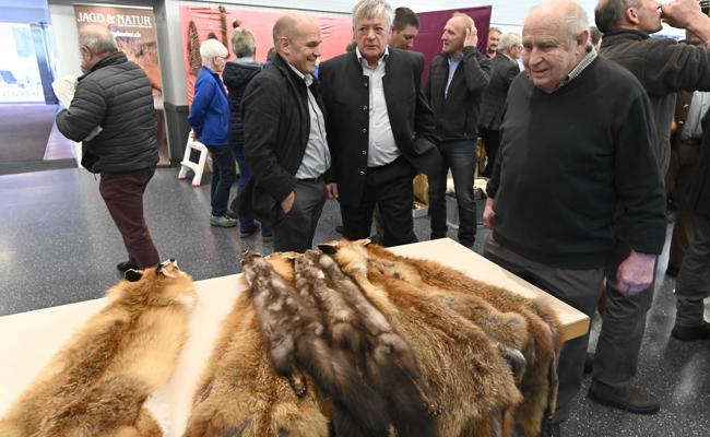 So wenige Füchse wie noch kaum je