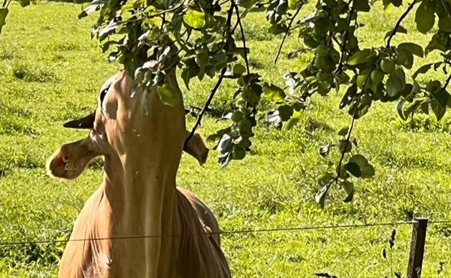 Die Früchte auf der andern Seite des Zauns schmecken immer besser als auf der eigenen Weide