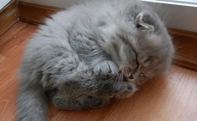 Jö! Diese Tiere versüssen dir garantiert den Montag