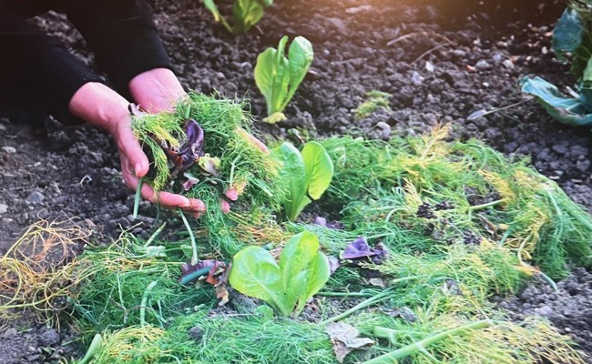 Mulch bringt im Garten zahlreiche Vorteile mit sich