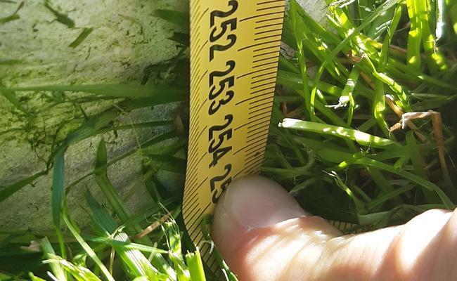 Auch das Montlinger Tor ist zu hoch