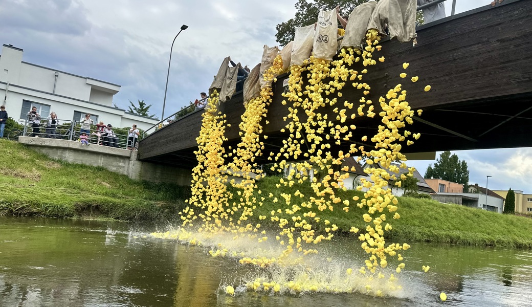 Eine Rekordanzahl Enten schwamm auf dem Bienenkanal