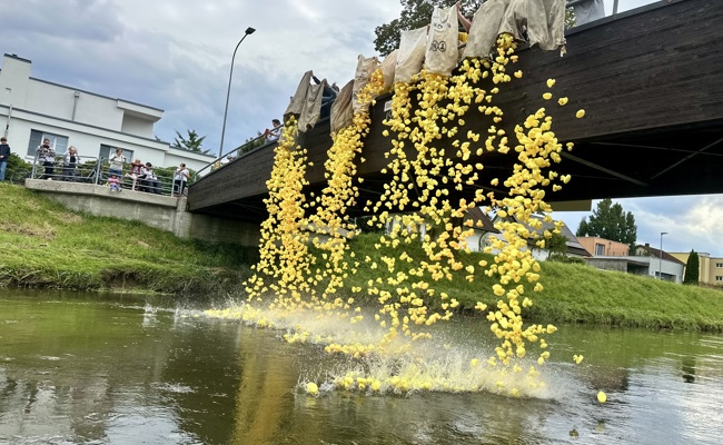 Eine Rekordanzahl Enten schwamm auf dem Bienenkanal