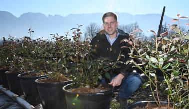 Heidelbeeren statt Quitten